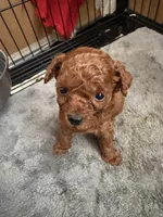 Charlie AKC, a male Poodle - Toy  for sale in Miami, FL – 7 of 7