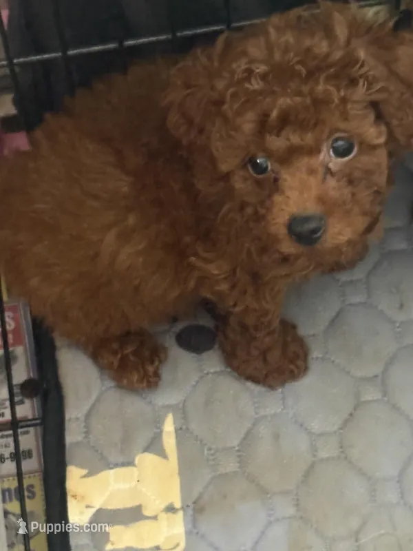 Charlie AKC – Poodle - Toy  puppy for sale in Miami, FL