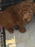 Charlie AKC, a male Poodle - Toy  for sale in Miami, FL – 5 of 7