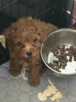 Charlie AKC, a male Poodle - Toy  for sale in Miami, FL – 6 of 7