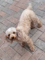 Nina AKC, a female Poodle - Toy  for sale in Miami, FL – 5 of 5