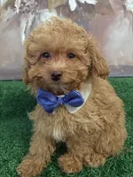 Rick AKC, a male Poodle - Toy  for sale in Miami, FL – 2 of 9