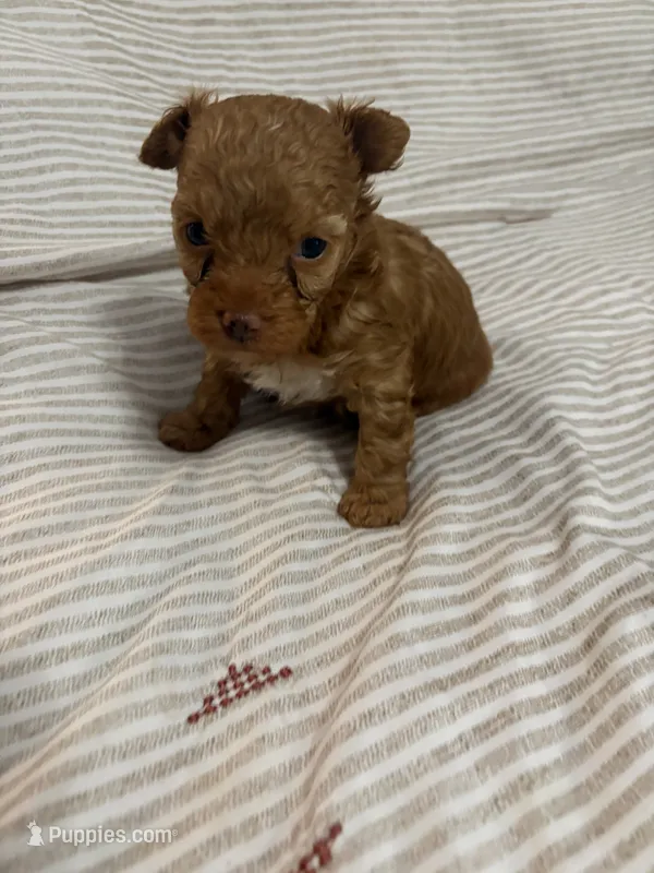 Princess  – Yorkipoo puppy for sale in Miami, FL