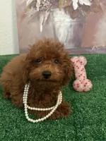 Mimi AKC, a female Poodle - Toy  for sale in Miami, FL – 2 of 10