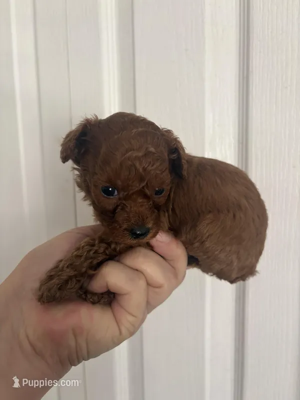Robbie AKC – Poodle - Toy  puppy for sale in Miami, FL