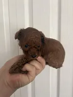 Robbie AKC, a male Poodle - Toy  for sale in Miami, FL – 5 of 5