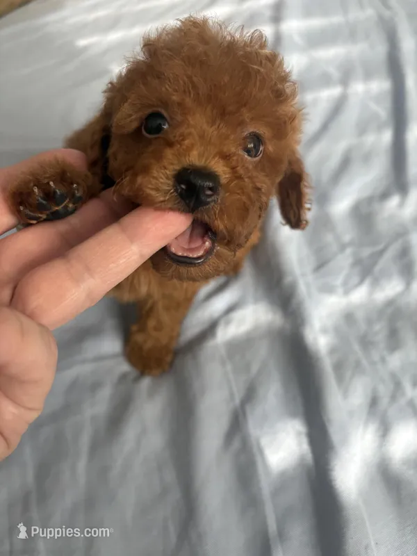 Robbie AKC – Poodle - Toy  puppy for sale in Miami, FL