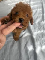 Robbie AKC, a male Poodle - Toy  for sale in Miami, FL – 3 of 5