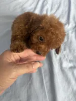 Robbie AKC, a male Poodle - Toy  for sale in Miami, FL – 4 of 5