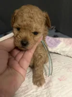 Ben AKC, a male Poodle - Toy  for sale in Miami, FL – 2 of 5