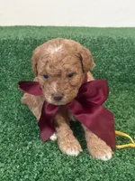 Nina AKC, a female Poodle - Toy  for sale in Miami, FL – 2 of 5