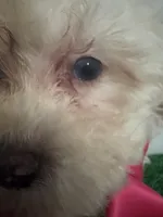 Gigi AKC, a female Poodle - Toy  for sale in Miami, FL – 4 of 9