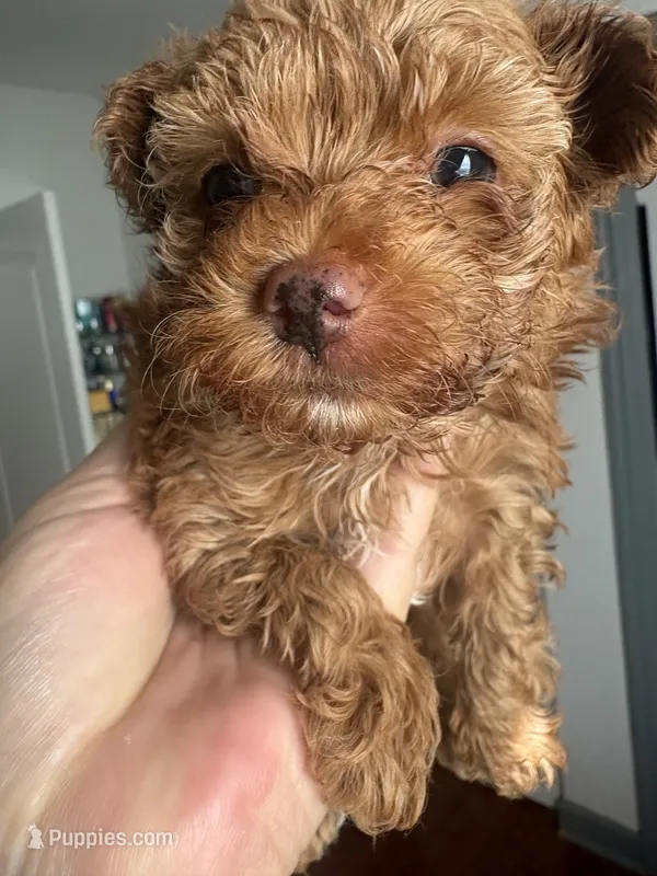 Princes – Yorkshire Terrier, Poodle - Toy  puppy for sale in Miami, FL