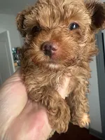 Princes, a female Yorkshire Terrier and Poodle - Toy  for sale in Miami, FL – 1 of 9