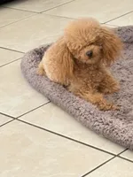 Lily Akc, a female Poodle - Toy  for sale in Miami, FL – 3 of 5