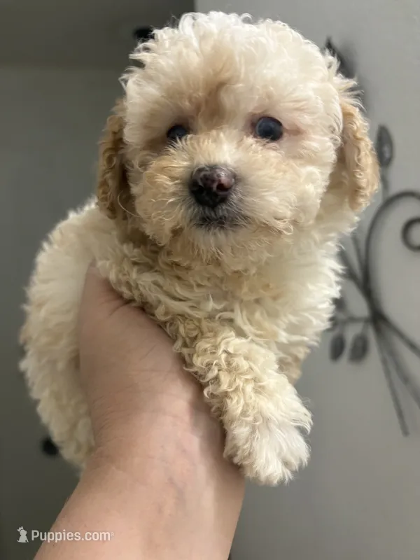 Gigi AKC – Poodle - Toy  puppy for sale in Miami, FL