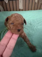 Peter AKC, a male Poodle - Toy  for sale in Miami, FL – 2 of 2