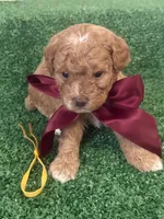 Nina AKC, a female Poodle - Toy  for sale in Miami, FL – 3 of 5