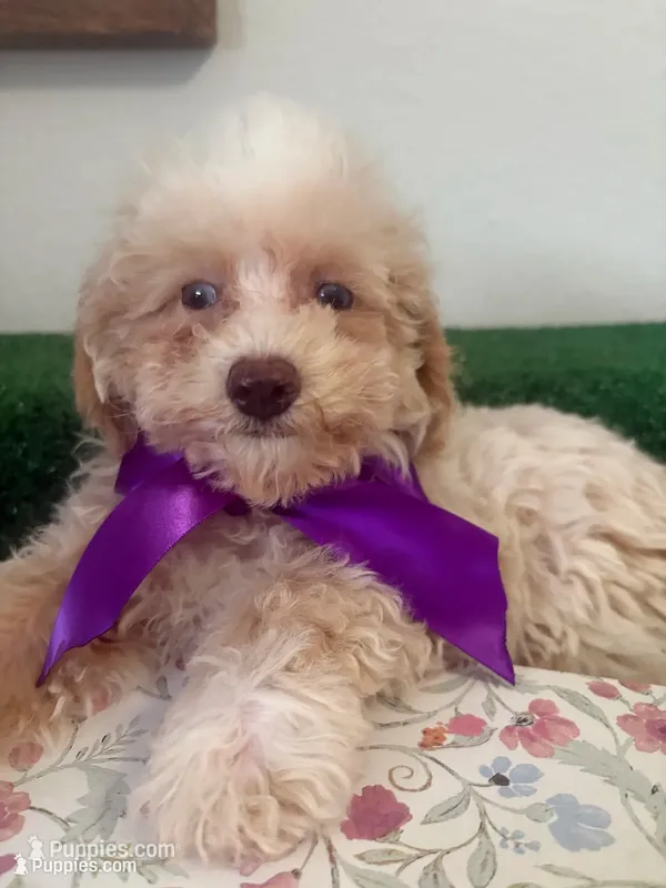Queen AKC – Poodle - Toy  puppy for sale in Miami, FL