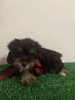 Schnauzer , a female Miniature Schnauzer for sale in Miami, FL – 2 of 3