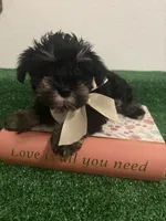 Lucie, a female Miniature Schnauzer for sale in Miami, FL – 2 of 3