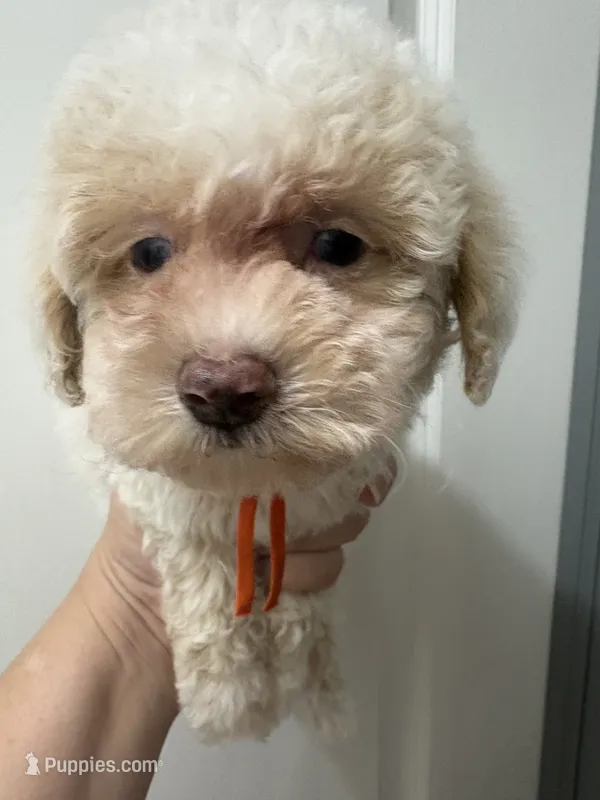 Queen AKC – Poodle - Toy  puppy for sale in Miami, FL
