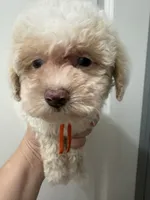 Queen AKC, a female Poodle - Toy  for sale in Miami, FL – 6 of 10