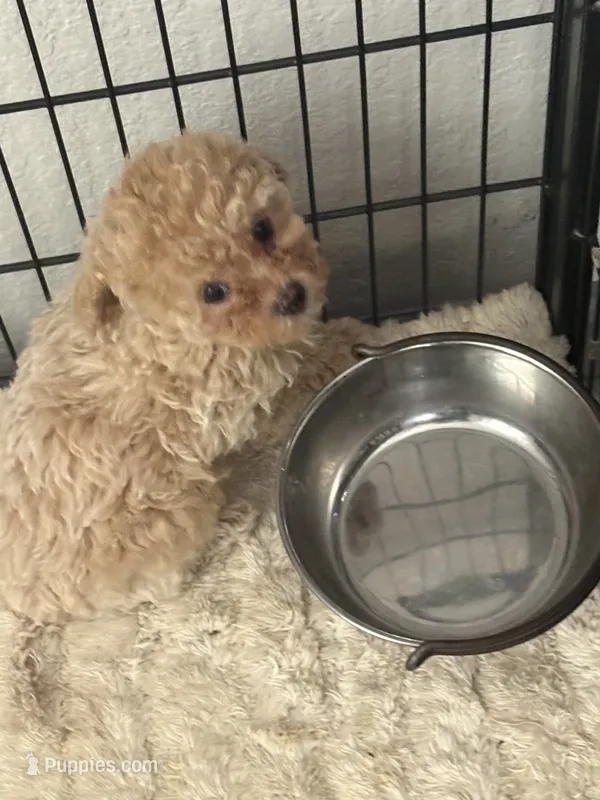 Bella – Poodle - Toy  puppy for sale in Miami, FL