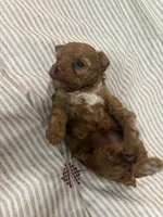 Princes, a female Yorkshire Terrier and Poodle - Toy  for sale in Miami, FL – 5 of 9