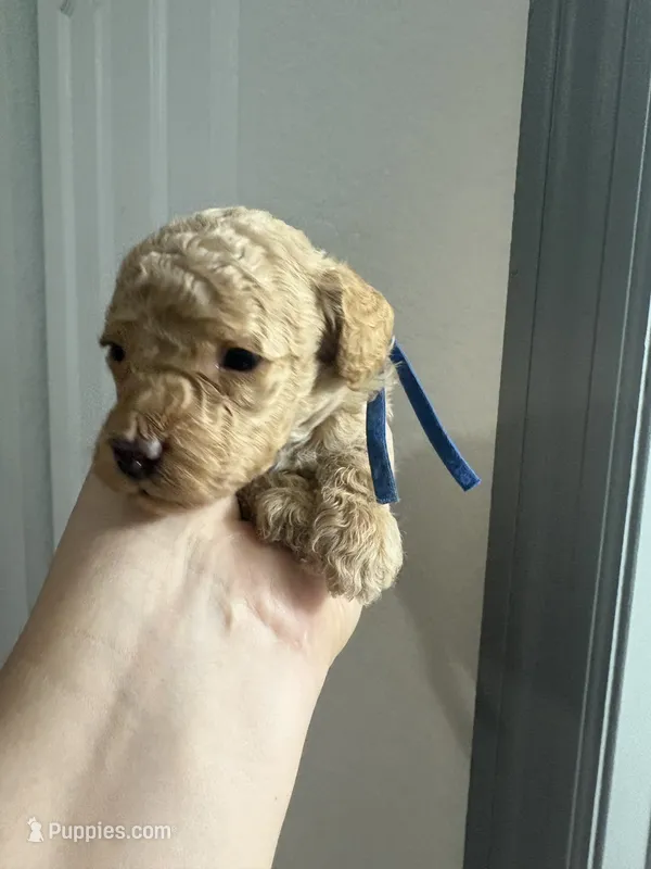 J J AKC – Poodle - Toy  puppy for sale in Miami, FL