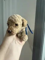 J J AKC, a male Poodle - Toy  for sale in Miami, FL – 1 of 2