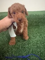 Prince AKC, a male Poodle - Toy  for sale in Miami, FL – 3 of 6