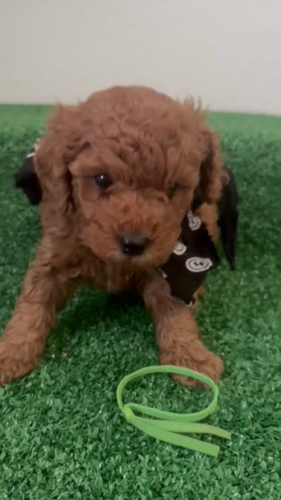 Duque Akc, a male Poodle - Toy  for sale in Miami, FL – 5 of 5