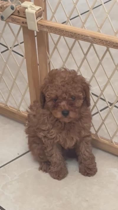 Milo AKC, a male Poodle - Toy  for sale in Miami, FL – 9 of 9