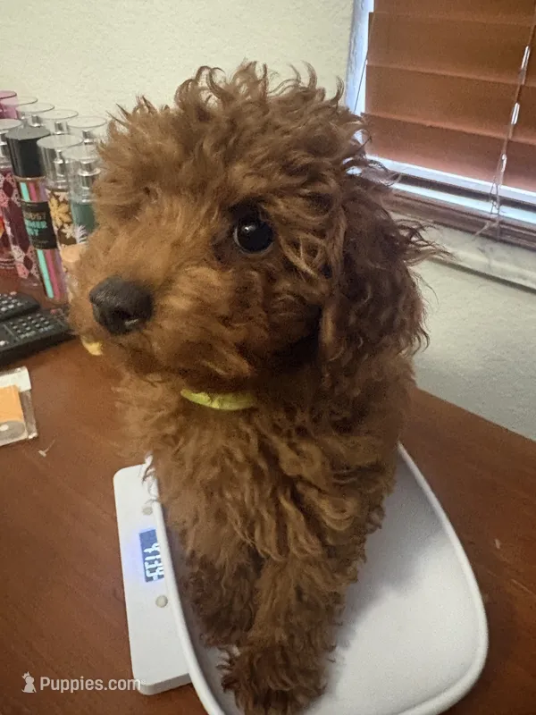 Robbie AKC – Poodle - Toy  puppy for sale in Miami, FL