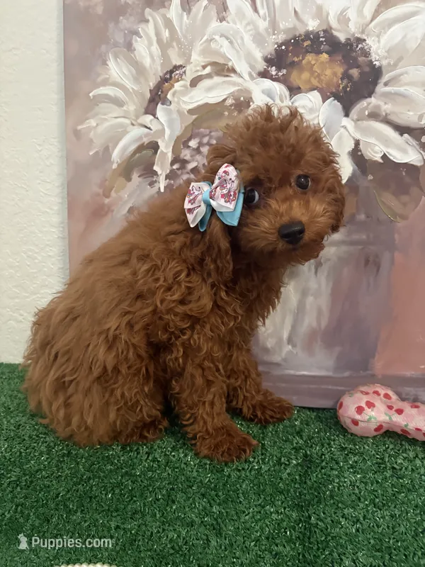 Mimi AKC – Poodle - Toy  puppy for sale in Miami, FL