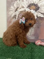 Mimi AKC, a female Poodle - Toy  for sale in Miami, FL – 1 of 10