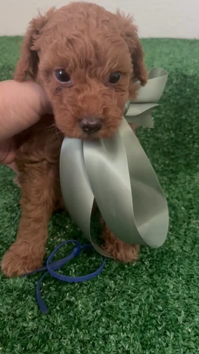 Prince AKC, a male Poodle - Toy  for sale in Miami, FL – 6 of 6