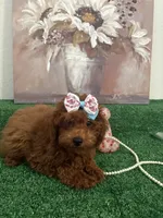 Mimi AKC, a female Poodle - Toy  for sale in Miami, FL – 3 of 10