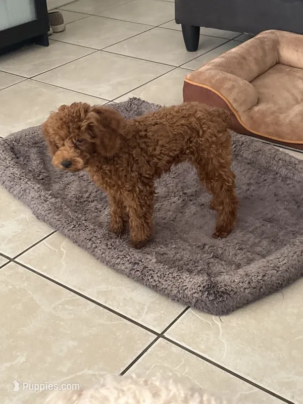 Gucci AKC – Poodle - Toy  puppy for sale in Miami, FL