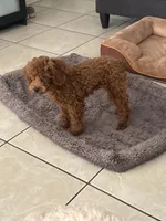 Gucci AKC, a female Poodle - Toy  for sale in Miami, FL – 1 of 10