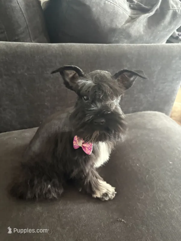 Mary CKC – Miniature Schnauzer puppy for sale in Miami, FL