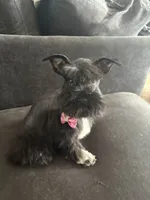 Mary CKC, a female Miniature Schnauzer for sale in Miami, FL – 1 of 9