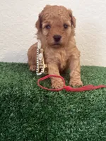 Roxy AKC, a female Poodle - Toy  for sale in Miami, FL – 3 of 5