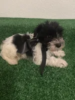Roy, a male Miniature Schnauzer for sale in Miami, FL – 3 of 3