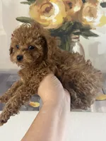 Milo AKC, a male Poodle - Toy  for sale in Miami, FL – 8 of 9