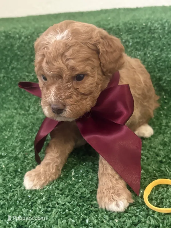 Nina AKC – Poodle - Toy  puppy for sale in Miami, FL