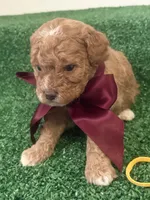 Nina AKC, a female Poodle - Toy  for sale in Miami, FL – 1 of 5
