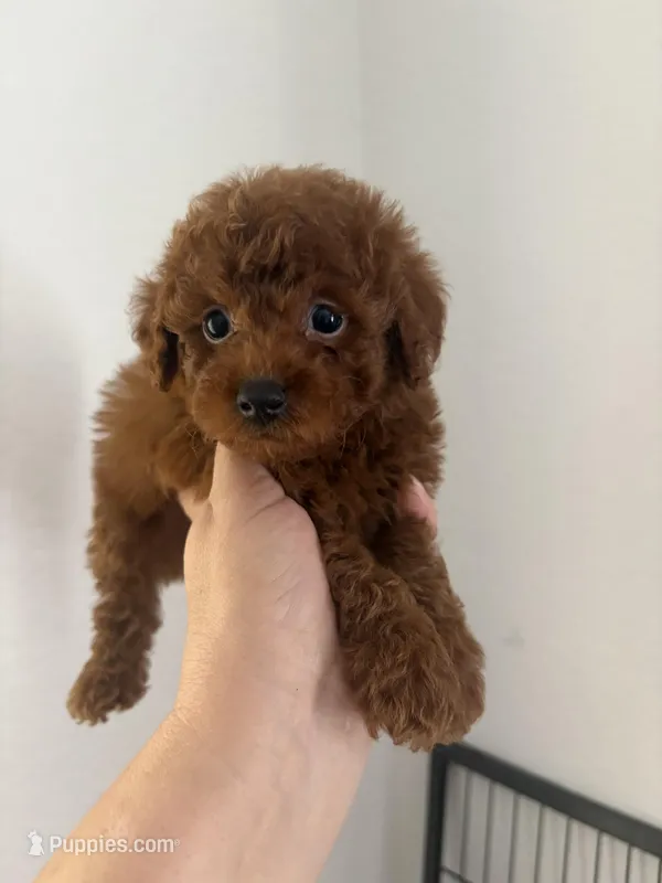 Luca AKC – Poodle - Toy  puppy for sale in Miami, FL
