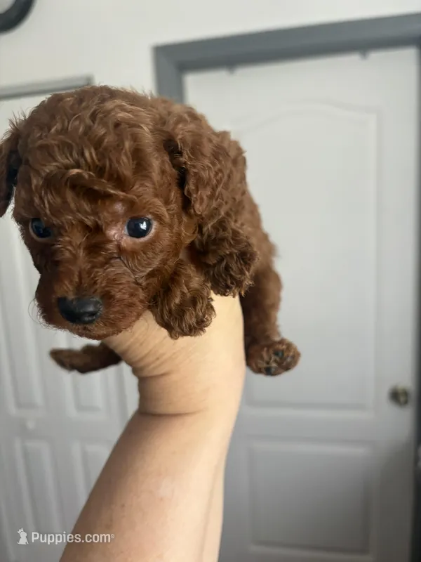 Luca AKC – Poodle - Toy  puppy for sale in Miami, FL